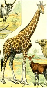 Adolphe Millot mammiferes C girafe