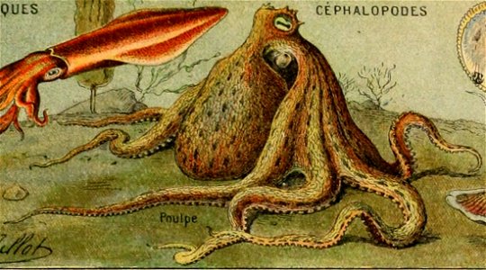 Adolphe Millot mollusques-pour tous poulpe