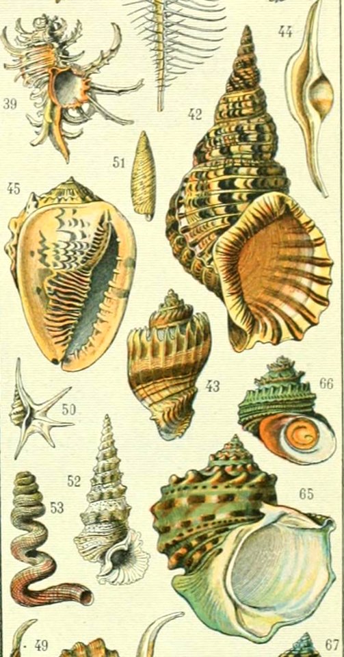 Adolphe Millot mollusques (cropped-02)