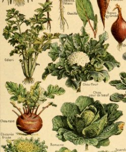 Adolphe Millot legume et plante potageres-pour tous cropped14
