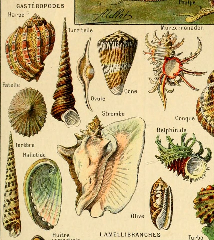 Adolphe Millot mollusques-pour tous (gasteropodes1)