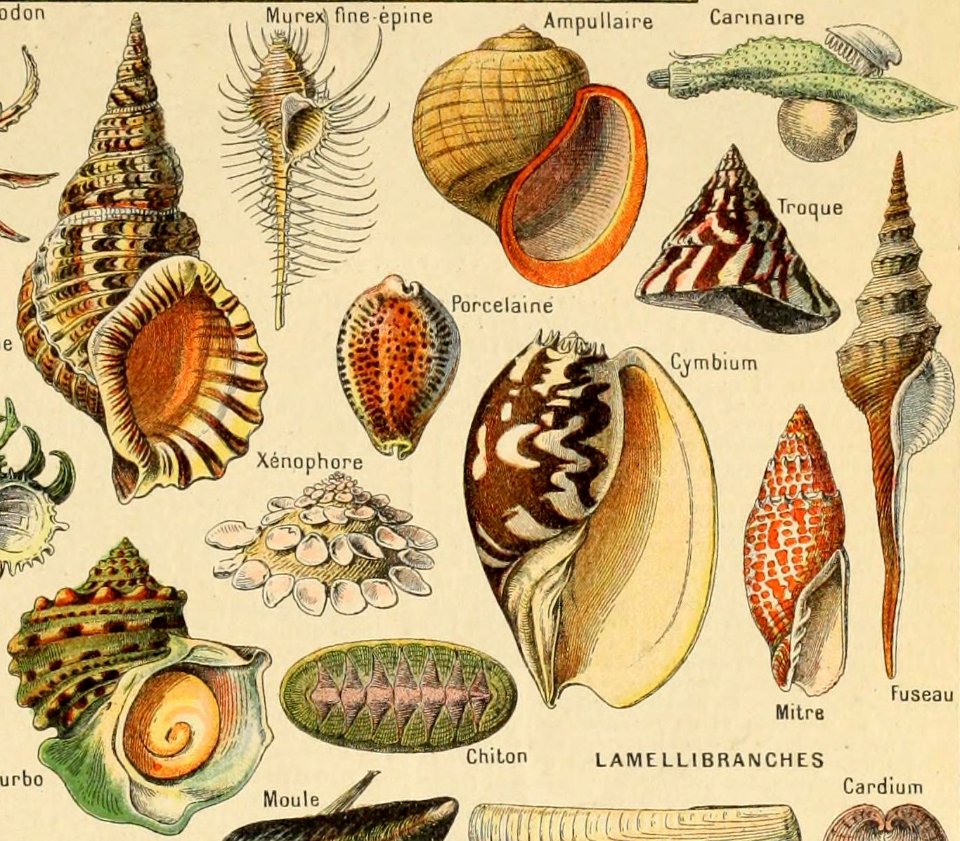 Adolphe Millot mollusques-pour tous (gasteropodes2)