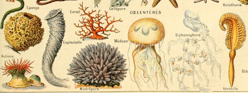 Adolphe Millot mollusques-pour tous (coelenteres)