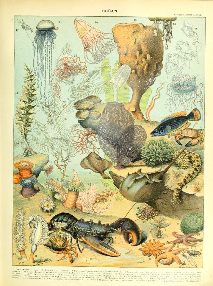 Adolphe Millot ocean B