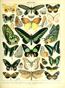 Adolphe Millot papillons B