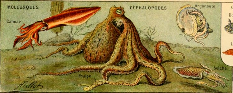 Adolphe Millot mollusques-pour tous (cephalopodes)