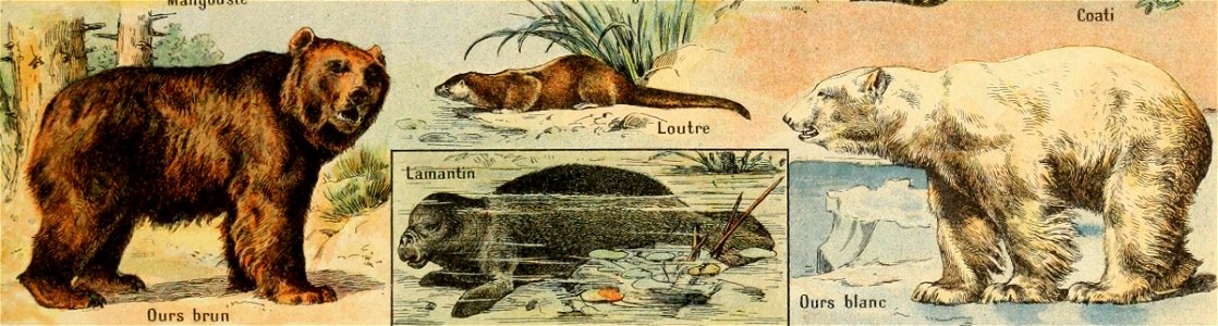 Adolphe Millot mammiferes B-pour tous cropped3
