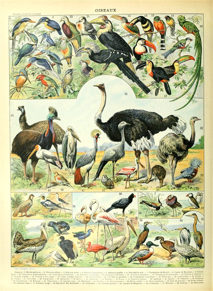 Adolphe Millot oiseaux D