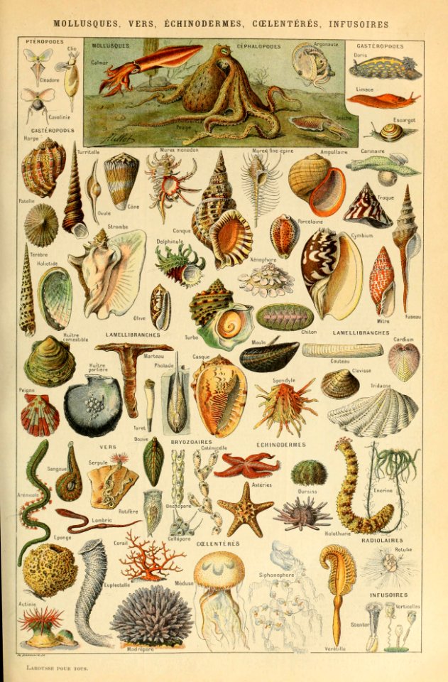 Adolphe Millot mollusques-pour tous