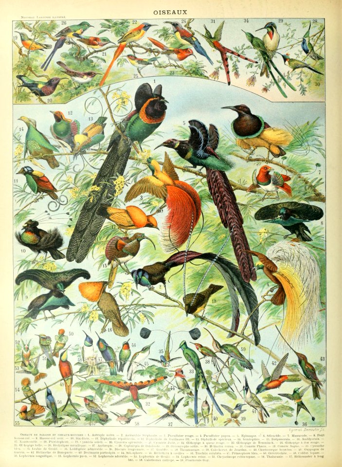 Adolphe Millot oiseaux B