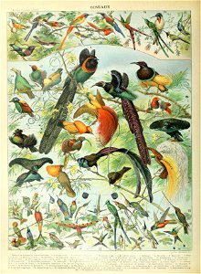 Adolphe Millot oiseaux B