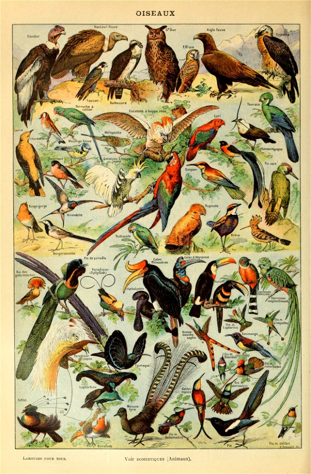 Adolphe Millot oiseaux-pour tous A