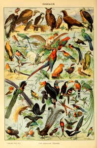 Adolphe Millot oiseaux-pour tous A