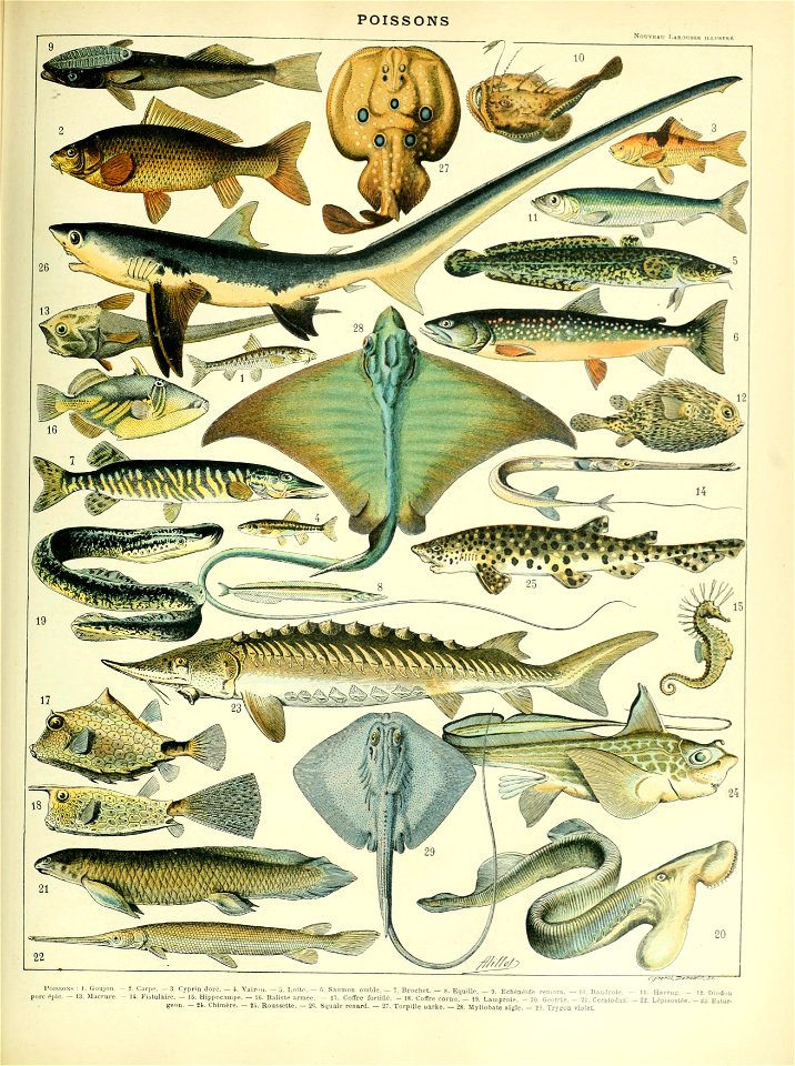 Adolphe Millot poissons B