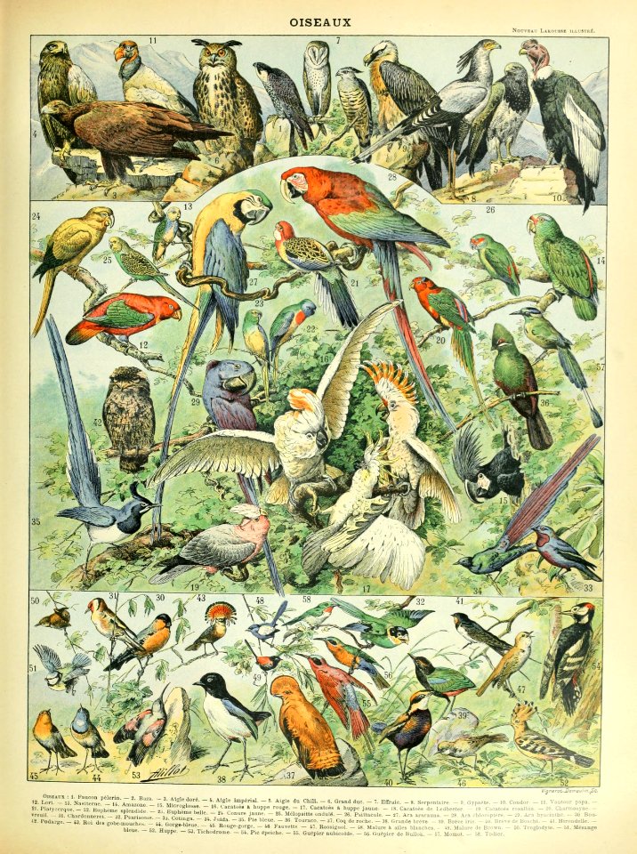 Adolphe Millot oiseaux A