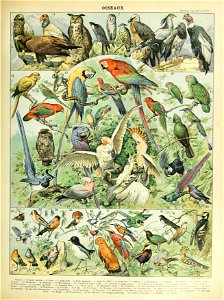 Adolphe Millot oiseaux A