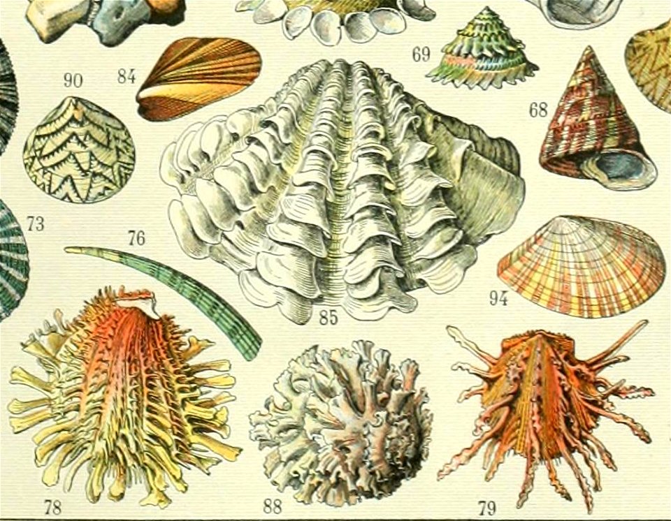 Adolphe Millot mollusques (cropped-03) 13