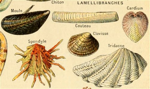 Adolphe Millot mollusques-pour tous (lamellibranches2)