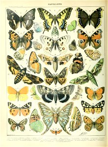 Adolphe Millot papillons A