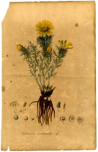 Adonis vernalis Mann