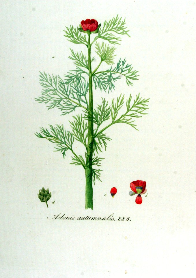 Adonis autumnalis — Flora Batava — Volume v12