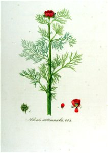 Adonis autumnalis — Flora Batava — Volume v12