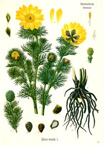 Adonis vernalis - Köhler–s Medizinal-Pflanzen-152