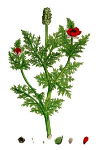 Adonis annua - English botany, or, Coloured figures of British plants - vol. 1 (ed. 3) - t. 13