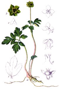 Adoxa moschatinella Sturm41
