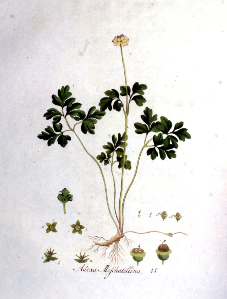 Adoxa moschatellina — Flora Batava — Volume v1