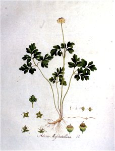 Adoxa moschatellina — Flora Batava — Volume v1