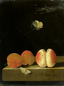 Adriaen Coorte - Still life with peach and two apricots - sold 1-dec-2009. Free illustration for personal and commercial use.