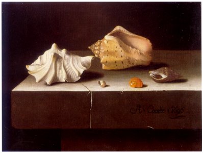 Adriaen Coorte - Two Large and Three Small Shells