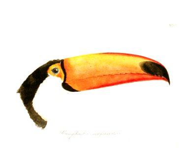 Adrien Taunay Ramphastos 1826