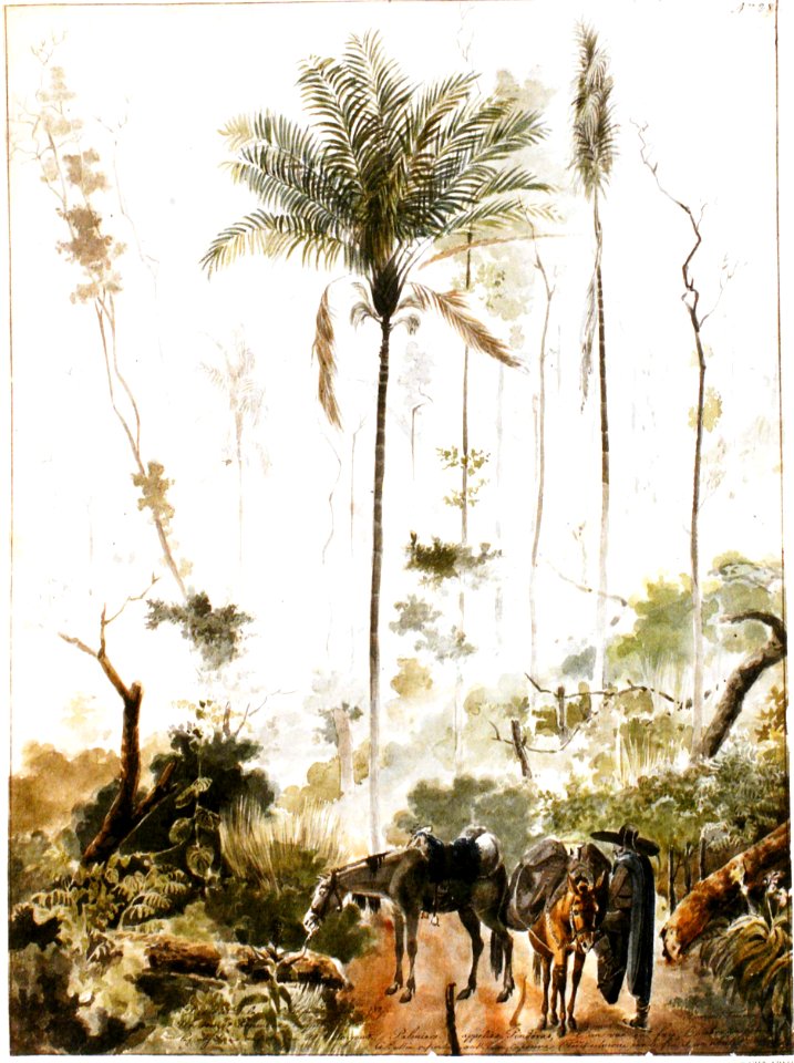 Adrien Taunay Chapada 1827