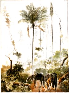 Adrien Taunay Chapada 1827