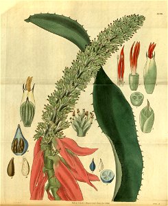 Aechmea mertensii - Curtis' 59 (N. S. 6) pl. 3186 (1832)