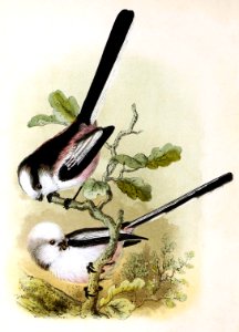 Aegithalos caudatus 1869