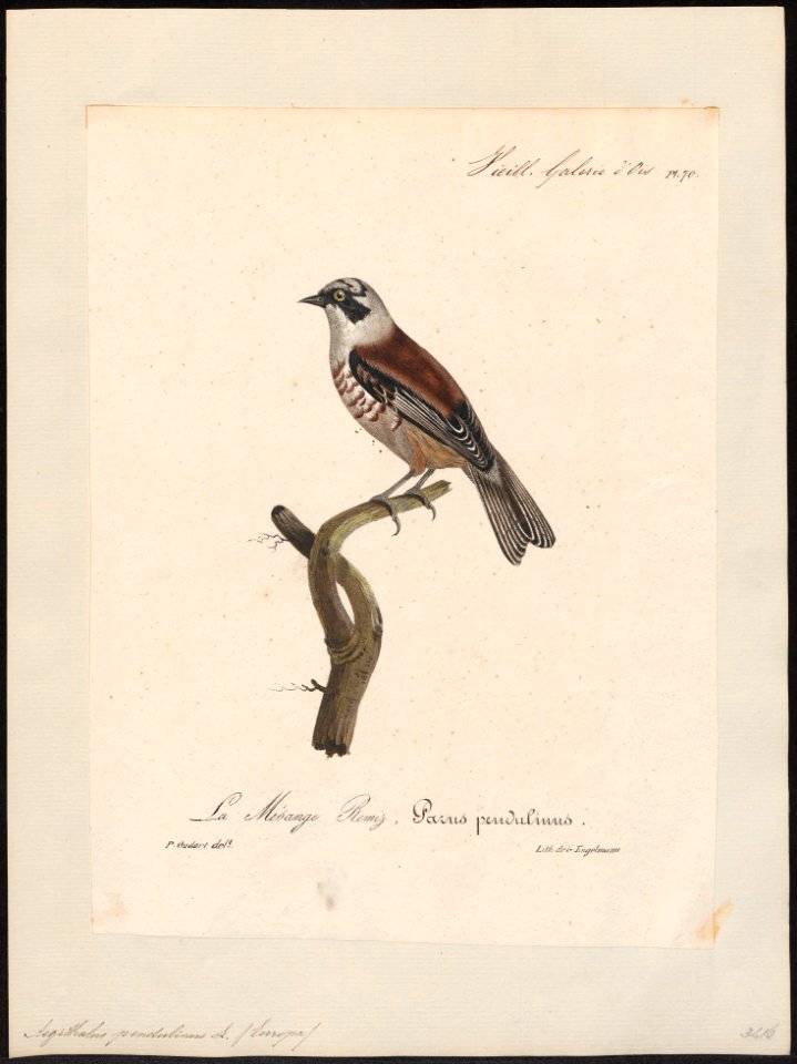 Aegithalus pendulinus - 1825-1834 - Print - Iconographia Zoologica - Special Collections University of Amsterdam - UBA01 IZ16100183