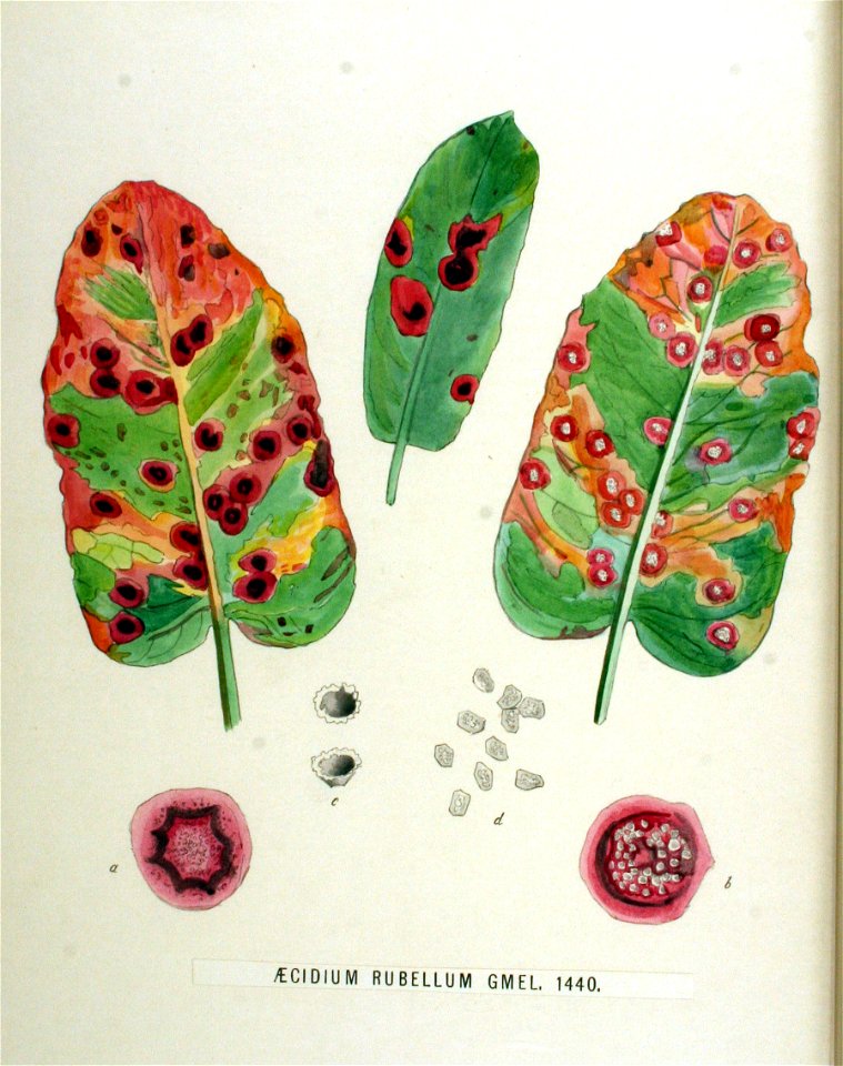 Aecidium rubellum — Flora Batava — Volume v18. Free illustration for personal and commercial use.