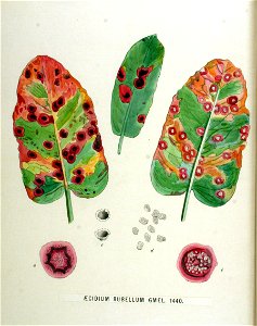 Aecidium rubellum — Flora Batava — Volume v18. Free illustration for personal and commercial use.