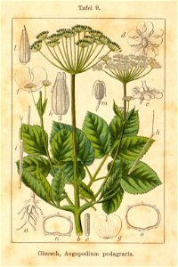 Aegopodium podagraria Sturm12009