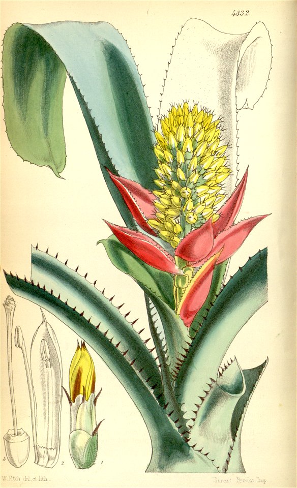 Aechmea mertensii (= mucroniflora) - Curtis v. 81 (ser. 3 no. 11)(1855) pl. 4832