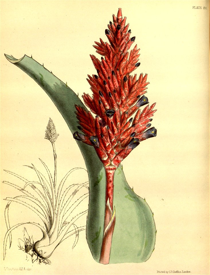Aechmea distichantha Paxton 80