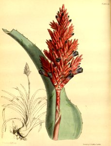 Aechmea distichantha Paxton 80