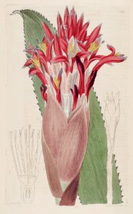 Aechmea nudicaulis (as Bromelia nudicaulis) - The Bot. Reg. 3 pl. 203 (1817)