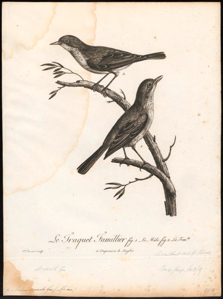 Aedon sperata - 1796-1808 - Print - Iconographia Zoologica - Special Collections University of Amsterdam - UBA01 IZ16200115