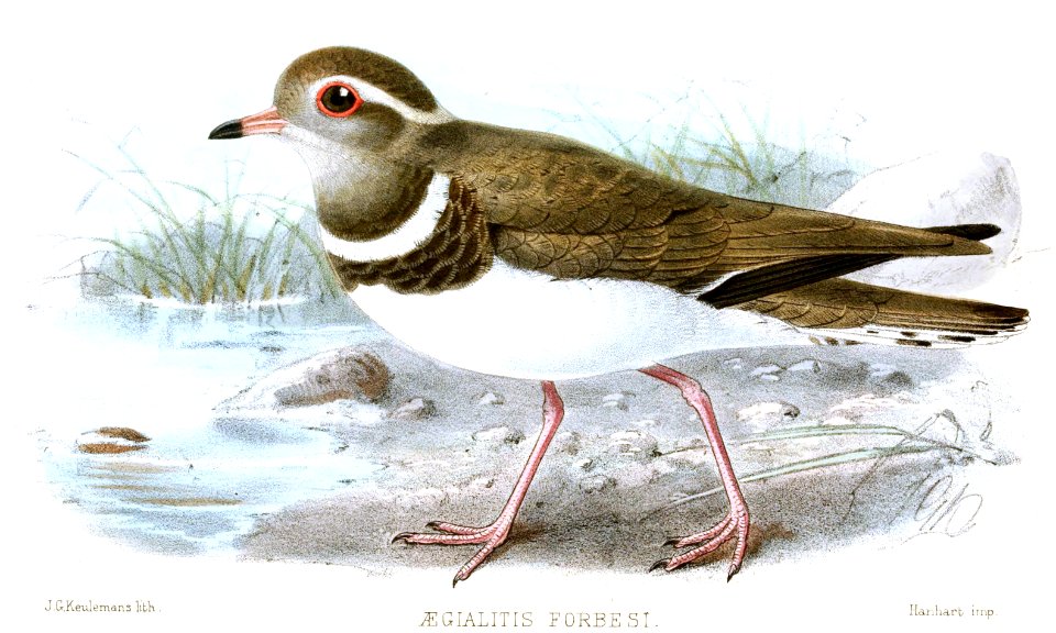 AegialitisForbesiKeulemans