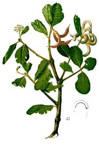 Aegiceras corniculatum Blanco1.38-cropped