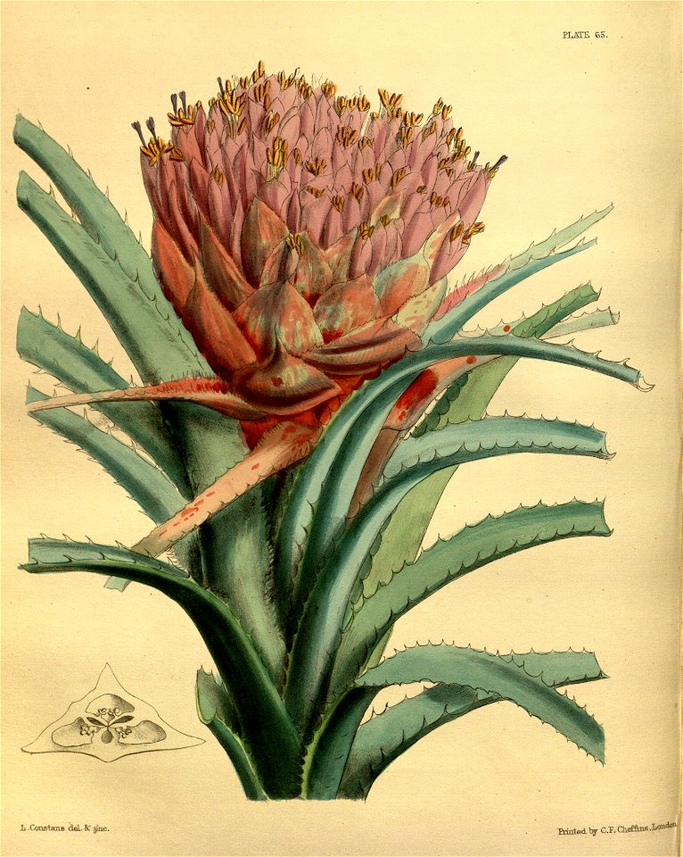Aechmea longifolia Paxton 65